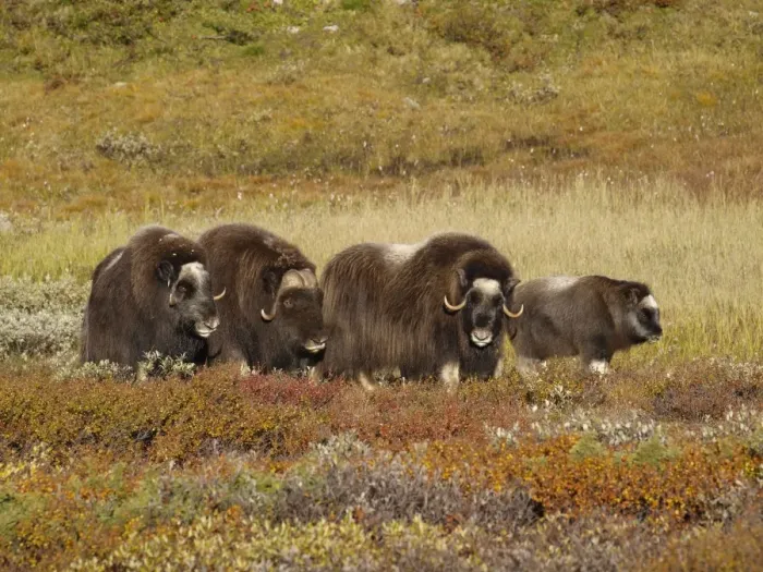 Framed Print : Muskox. Dovrefjell NP - Norway Framed Print : Muskox. Dovrefjell NP - Norway