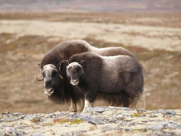 muskox - female and young. Dovrefjell NP - Norway
