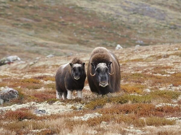 Muskox - female and young. Dovrefjell NP - Norway