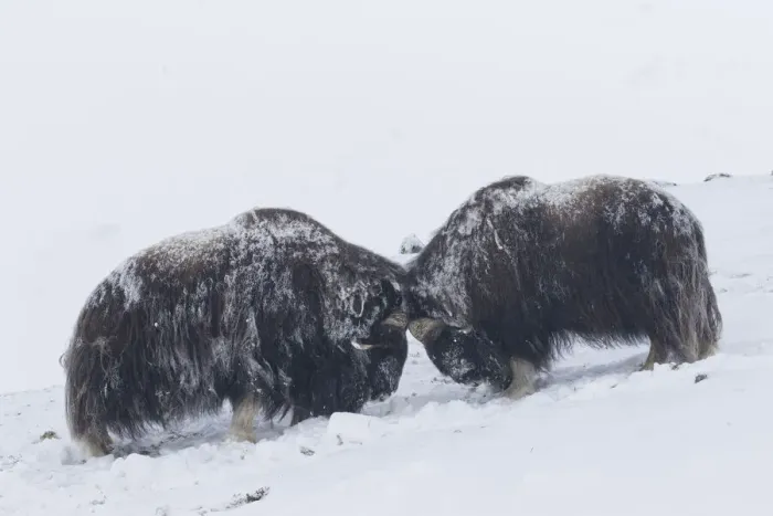 Framed Print : Muskox fight 02 Framed Print : Muskox fight 02