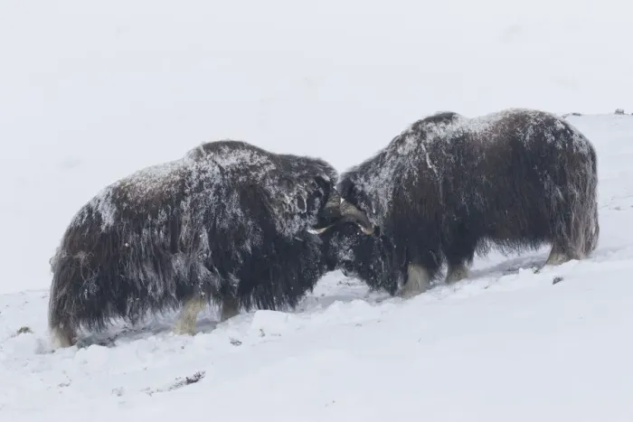 Framed Print : Muskox fight 03