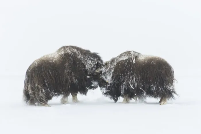 Framed Print : Muskox fight 16