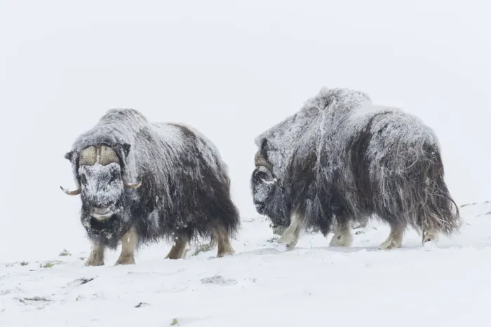 Framed Print : Muskox fight 27 Framed Print : Muskox fight 27