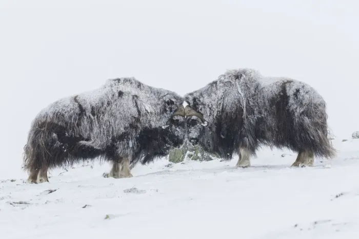 Framed Print : Muskox fight 31