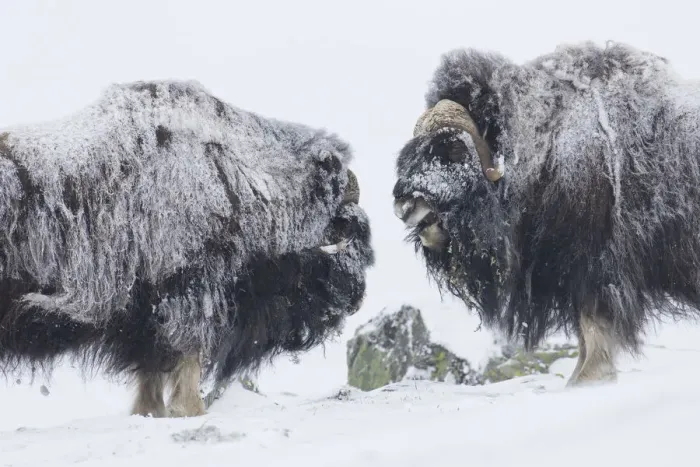 Framed Print : Muskox fight 33 Framed Print : Muskox fight 33