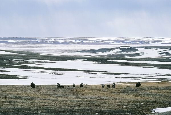 Muskox Herd grazing