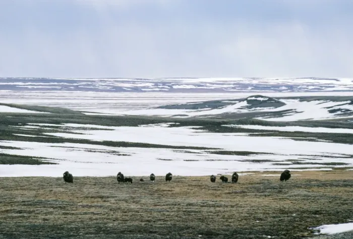 Framed Print : Muskox Herd grazing Framed Print : Muskox Herd grazing