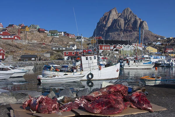 Muskox meat at the harbour of Uummannaq - Greenland