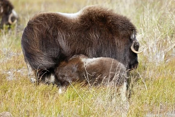 Muskox - mother breastfeeding baby - Nome - Seward peninsula - Alaska