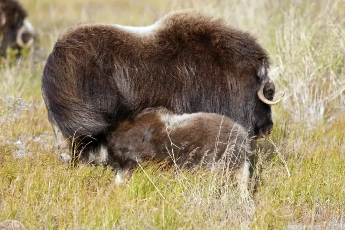 Framed Print : Muskox - mother breastfeeding baby - Nome - Seward peninsula - Alaska Framed Print : Muskox - mother breastfeeding baby - Nome - Seward peninsula - Alaska