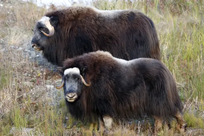 Framed Print : Muskox - Nome - Alaska Framed Print : Muskox - Nome - Alaska