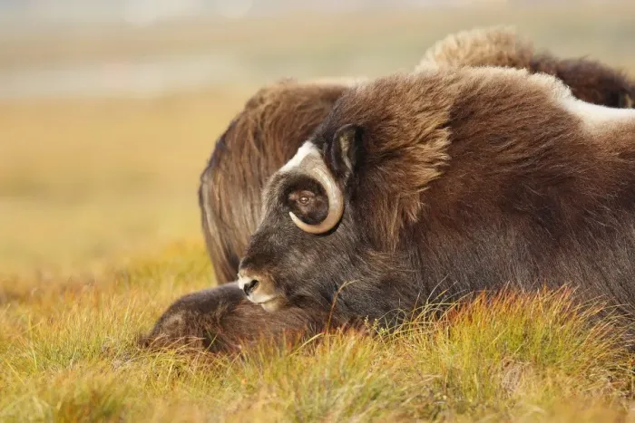 Framed Print : Muskox - Nome - Alaska Framed Print : Muskox - Nome - Alaska