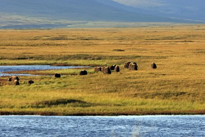 Framed Print : Muskox - Nome - Seward peninsula - Alaska Framed Print : Muskox - Nome - Seward peninsula - Alaska