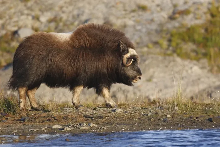 Framed Print : Muskox - Seward Peninsula - Alaska Framed Print : Muskox - Seward Peninsula - Alaska