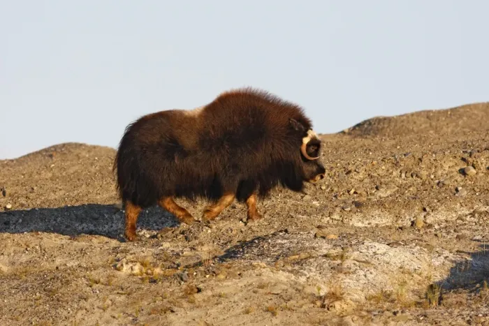 Framed Print : Muskox - Seward Peninsula - Alaska Framed Print : Muskox - Seward Peninsula - Alaska