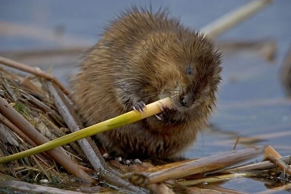 Muskrat - Biting on reed, chiefly aquatic-lives in marshes, edges of ponds, lakes, and streams- moves overland, especially in autumn-feeds on aquatic vegetation, also clams, frogs, and fish on occasion-builds house in shallow water