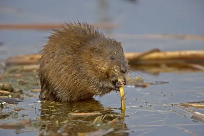 Framed Print : Muskrat - Biting on reed, chiefly aquatic-lives in marshes, edges of ponds, lakes, and streams- moves overland, especially in autumn-feeds on aquatic vegetation, also clams, frogs, and fish on occasion-builds house in shallow water Framed Print : Muskrat - Biting on reed, chiefly aquatic-lives in marshes, edges of ponds, lakes, and streams- moves overland, especially in autumn-feeds on aquatic vegetation, also clams, frogs, and fish on occasion-builds house in shallow water
