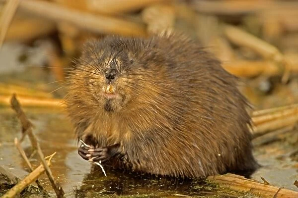 Muskrat - Chiefly aquatic-lives in marshes, edges of ponds, lakes, and streams- moves overland, especially in autumn-feeds on aquatic vegetation, also clams, frogs, and fish on occasion-builds house in shallow water, also burrows in banks
