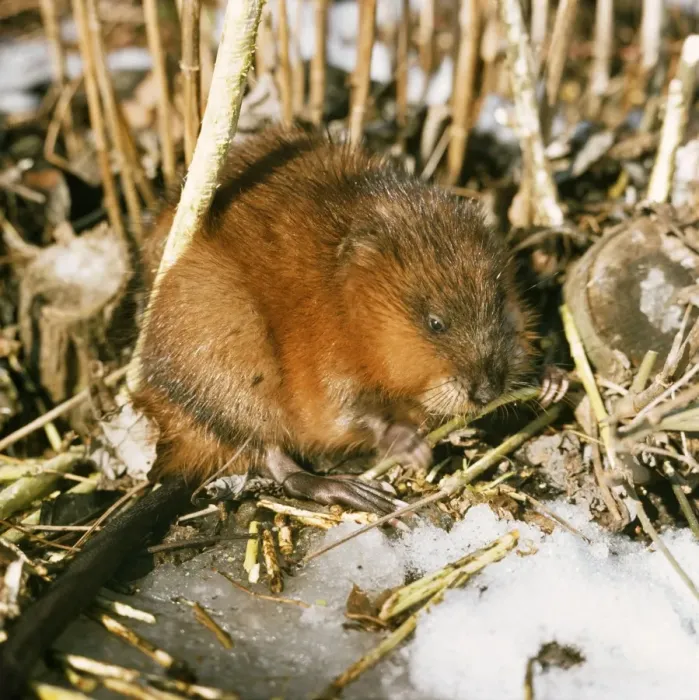 Framed Print : Muskrat - in snow, winter Framed Print : Muskrat - in snow, winter