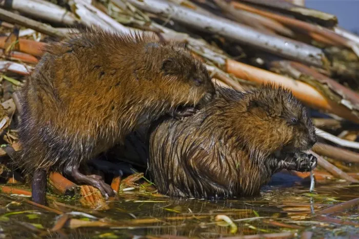 Framed Print : Muskrat - Two together, chiefly aquatic-lives in marshes, edges of ponds, lakes, and streams- moves overland, especially in autumn-feeds on aquatic vegetation, also clams, frogs, and fish on occasion-builds house in shallow water Framed Print : Muskrat - Two together, chiefly aquatic-lives in marshes, edges of ponds, lakes, and streams- moves overland, especially in autumn-feeds on aquatic vegetation, also clams, frogs, and fish on occasion-builds house in shallow water
