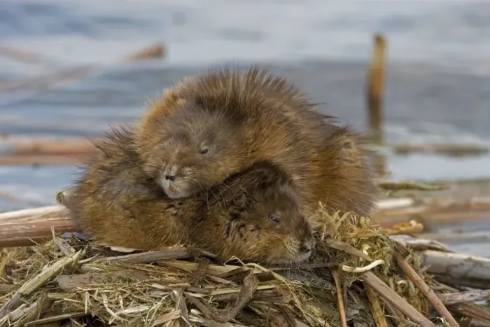 Framed Print : Muskrats Two lying on top of each other. Chiefly aquatic-lives in marshes, edges of ponds, lakes, and streams- moves overland, especially in autumn-feeds on aquatic vegetation, also clams, frogs, and fish on occasion-builds house in shallow water Framed Print : Muskrats Two lying on top of each other. Chiefly aquatic-lives in marshes, edges of ponds, lakes, and streams- moves overland, especially in autumn-feeds on aquatic vegetation, also clams, frogs, and fish on occasion-builds house in shallow water