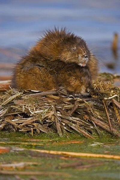 Muskrat(s) Two together - New York, USA - Chiefly aquatic - Lives in marshes-edges of ponds-lakes and streams - Moves overland especially in autumn - Feeds on aquatic vegetation-also clams-frogs