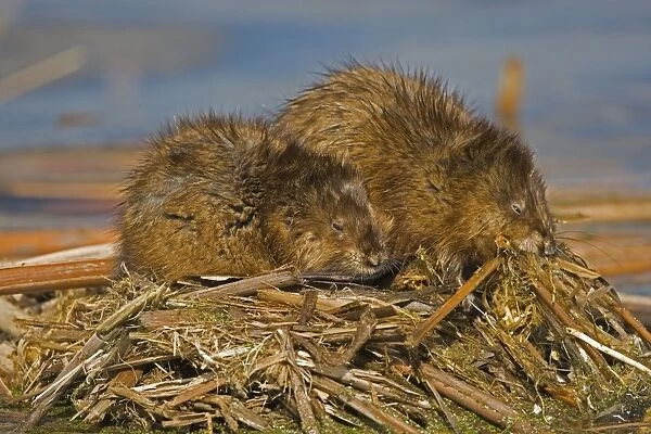 Muskrats - Two together, chiefly aquatic-lives in marshes, edges of ponds, lakes, and streams- moves overland, especially in autumn-feeds on aquatic vegetation, also clams, frogs, and fish on occasion-builds house in shallow water