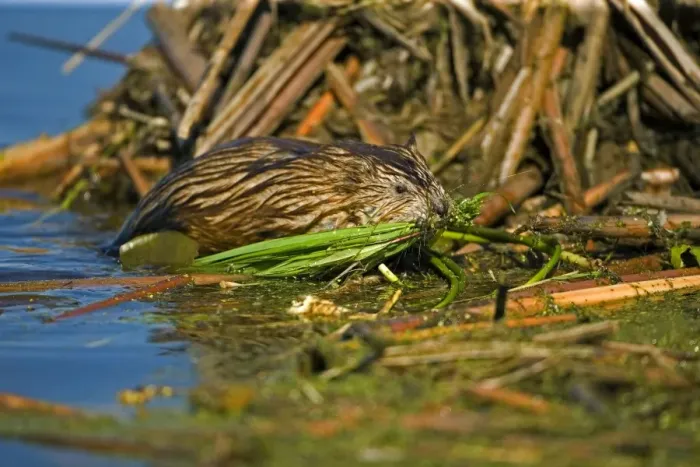Framed Print : Muskrat(s) - By water carrying nesting material in mouth, New York - Chiefly aquatic - Lives in marshes-edges of ponds-lakes and streams - Moves overland especially in autumn - Feeds on aquatic vegetation-also clams-frogs Framed Print : Muskrat(s) - By water carrying nesting material in mouth, New York - Chiefly aquatic - Lives in marshes-edges of ponds-lakes and streams - Moves overland especially in autumn - Feeds on aquatic vegetation-also clams-frogs