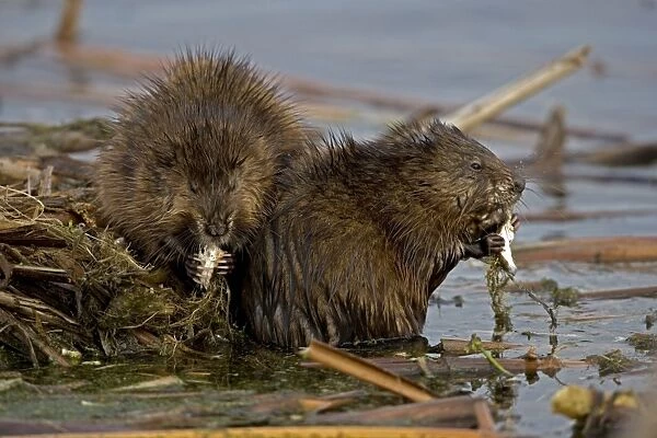 Muskrat(s) - Two together by water, eating - New York, USA - Chiefly aquatic - Lives in marshes-edges of ponds-lakes and streams - Moves overland especially in autumn - Feeds on aquatic vegetation-also clams-frogs