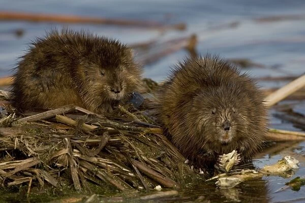 Muskrat(s)Two together by water - New York - Chiefly aquatic - Lives in marshes-edges of ponds-lakes and streams - Moves overland especially in autumn - Feeds on aquatic vegetation-also clams-frogs