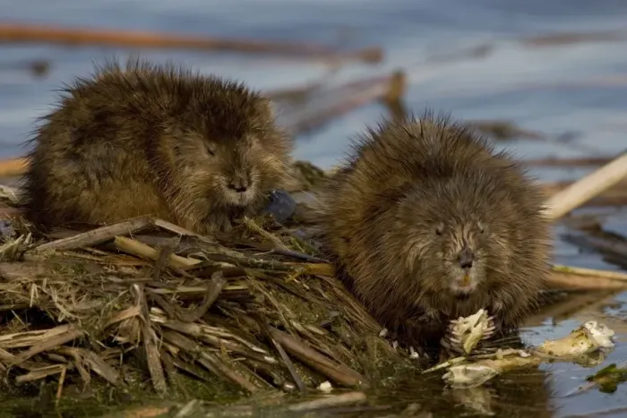Framed Print : Muskrat(s)Two together by water - New York - Chiefly aquatic - Lives in marshes-edges of ponds-lakes and streams - Moves overland especially in autumn - Feeds on aquatic vegetation-also clams-frogs Framed Print : Muskrat(s)Two together by water - New York - Chiefly aquatic - Lives in marshes-edges of ponds-lakes and streams - Moves overland especially in autumn - Feeds on aquatic vegetation-also clams-frogs
