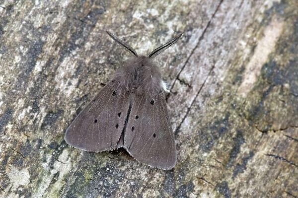 Muslin Moth - North Lincolnshire - England