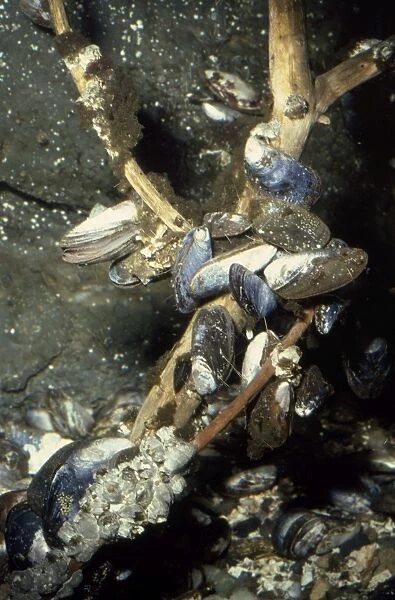Mussels. LB-11025. MUSSELS UNDERWATER. Ian Beames