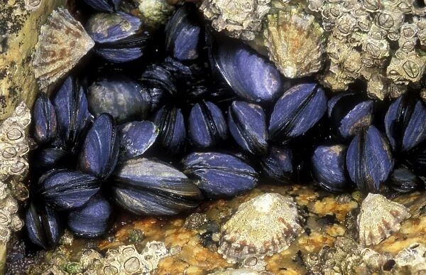 Mussels And Limpets in rock crevice, Cornwall, UK