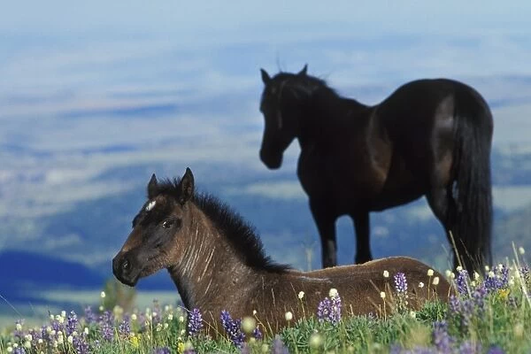 Mustang Wild Horse - Colt in foreground (herd stallion in background) in field of wildflowers