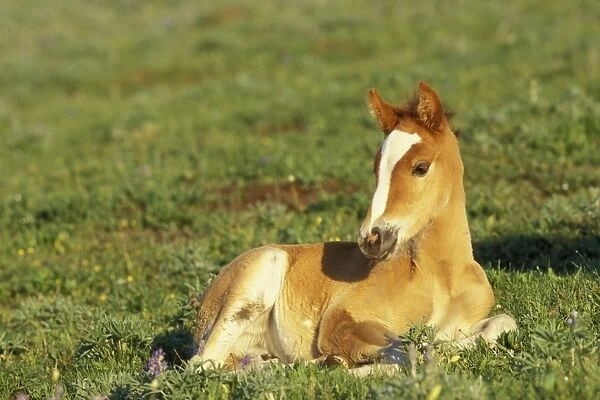 Mustang Wild Horse - Colt rests for a moment in the high alpine meadow
