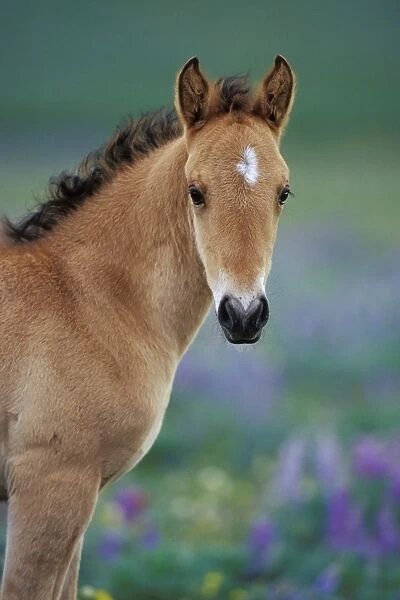 Mustang Wild Horse - Young colt amongst wildflowers