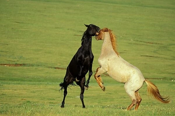 Mustang Wild Horses - Stallions fighting-dominance behavior