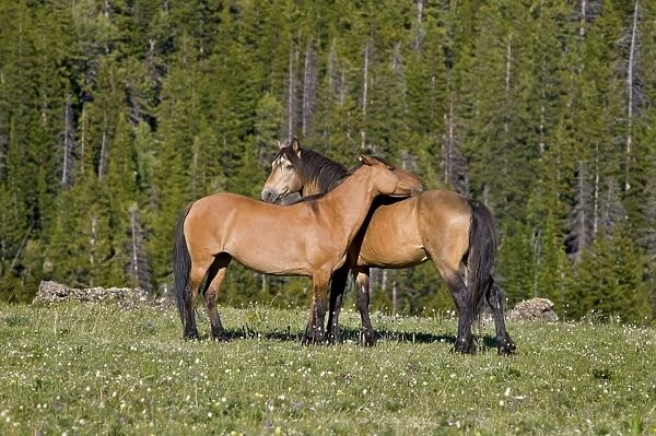 Mustangs  /  Wild Horses - standing in meadow carpeted with wildflowers - Western U. S. - Summer _D3C9239