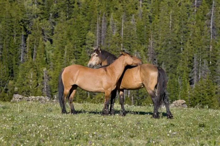Framed Print : Mustangs / Wild Horses - standing in meadow carpeted with wildflowers - Western U. S. - Summer _D3C9239 Framed Print : Mustangs / Wild Horses - standing in meadow carpeted with wildflowers - Western U. S. - Summer _D3C9239