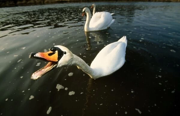 Mute Swan. USH-674. Mute SWAN - on water, beak open, waiting to be fed