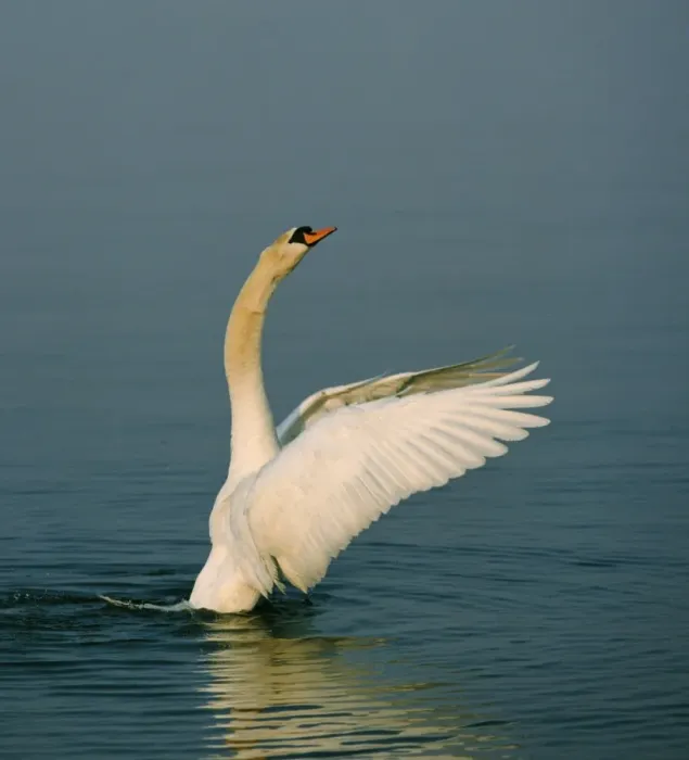 Framed Print : Mute Swan. SM-1290. MUTE SWAN - Wings outstretched Framed Print : Mute Swan. SM-1290. MUTE SWAN - Wings outstretched