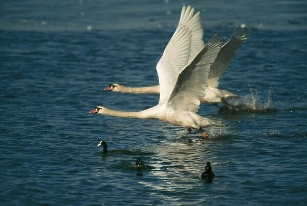 Mute Swan CAN 698 Pair taking off © John Cancalosi  /  ardea. com