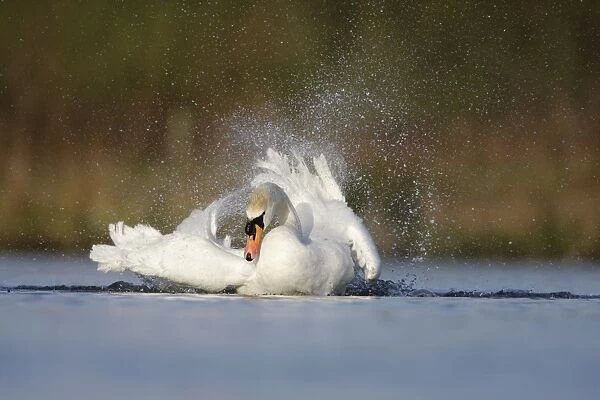 Mute Swan - adult bathing vigorously creating a spray of water droplets - Cleveland - UK