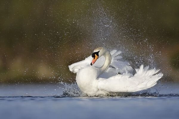 Mute Swan - adult bathing vigorously creating a spray of water droplets - Cleveland - UK