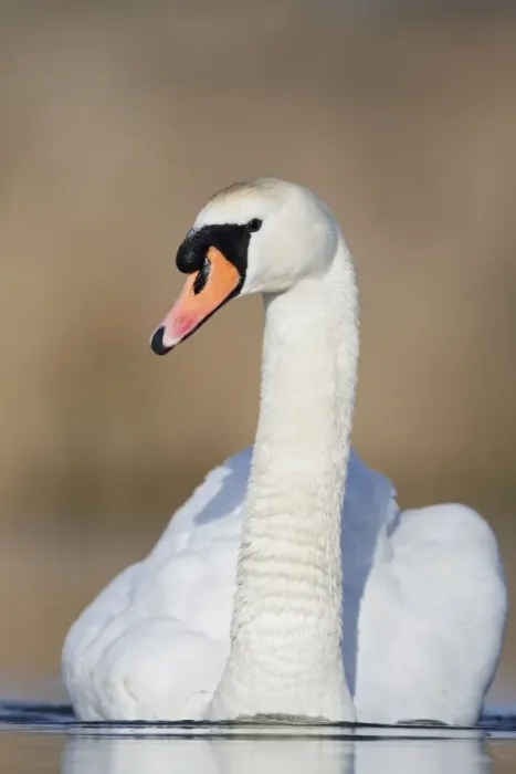 Framed Print : Mute Swan - adult - Cleveland - UK Framed Print : Mute Swan - adult - Cleveland - UK