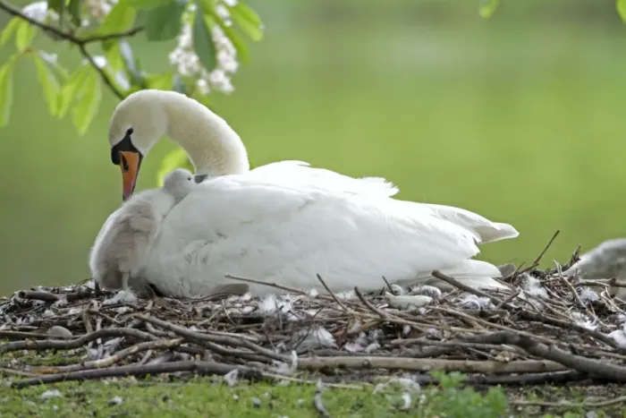 Framed Print : Mute Swan - adult with cygnet at nest - Hessen - Germany Framed Print : Mute Swan - adult with cygnet at nest - Hessen - Germany