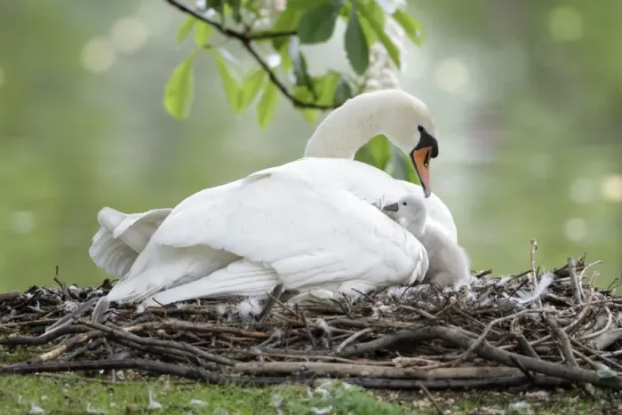Framed Print : Mute Swan - adult with cygnet at nest - Hessen - Germany Framed Print : Mute Swan - adult with cygnet at nest - Hessen - Germany