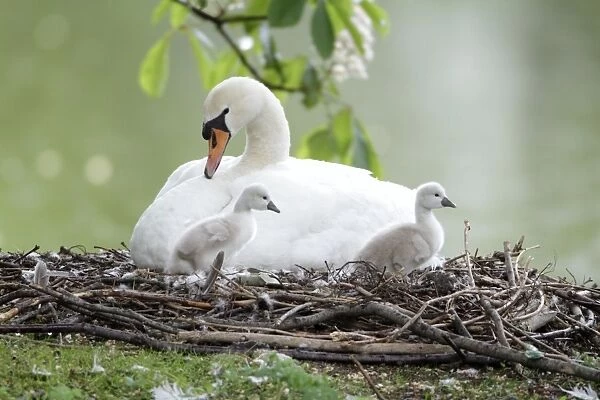 Mute Swan - adult with two cygnets at nest - Hessen - Germany