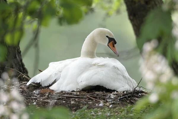Mute Swan - adult with gosling at nest - Hessen - Germany